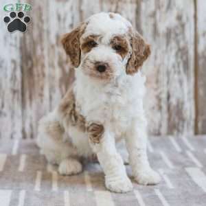 Hamilton, Mini Labradoodle Puppy